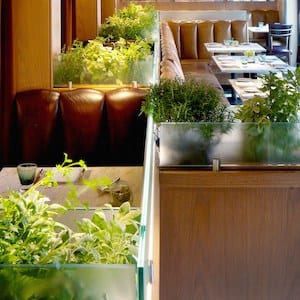 The Garden Room at Magdalena Restaurant in Baltimore, Maryland.